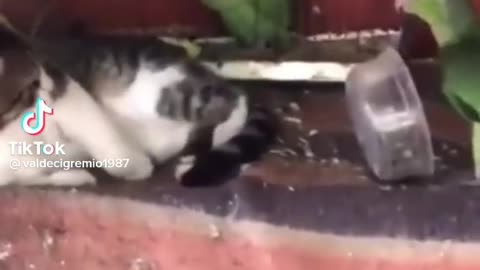 Cat and parot fighting funy tiktok video
