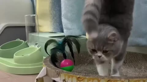Cute funny cat video