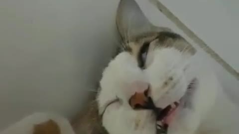 Funny cat sleeping in a weird position