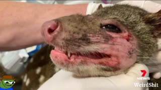 SPOTTED TAILED QUOLL THOUGHT EXTINCT IN SOUTH AUSTRALIA