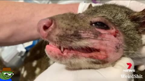 SPOTTED TAILED QUOLL THOUGHT EXTINCT IN SOUTH AUSTRALIA