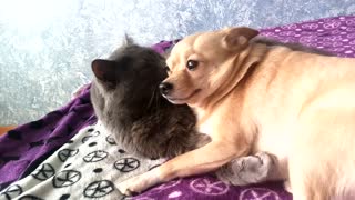 The cat likes to lick dog that loves it