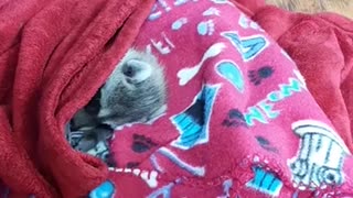 Koopur-Our Pet Raccoon-Baby Coon Naps