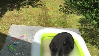 Bear in a Kiddie Pool