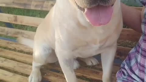 Evening get-togethers on a swing with a dog