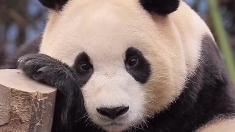 🐼 Panda Paradise: Embracing Nature's Monochrome Marvel