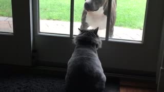 Cat scratches at glass door at pitbull