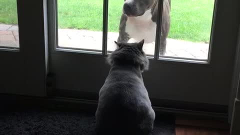 Cat scratches at glass door at pitbull