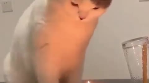 Cat with candle expression funny 2021