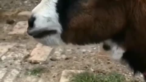 Funny goat 🐐 crying .