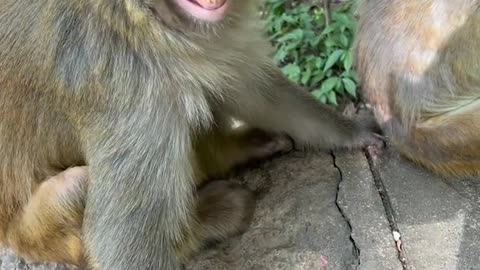 Laughing monkey masti #16