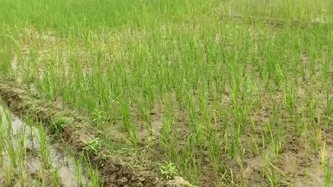 First day rice tree