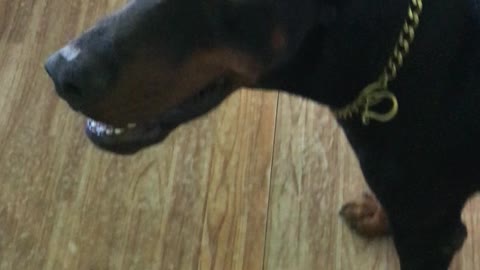 Peace, the Doberman Receives His Secret Service Salary