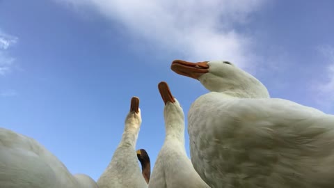 Feeding the Ducks: Your Break For the Day