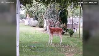 Veado usa chifres para pegar frutas em árvore