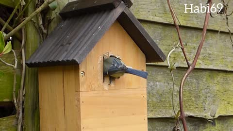 Blue tit bird house in video