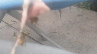 Wasp Caught Stealing my Cats Meat