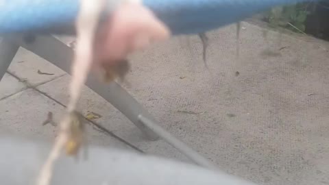 Wasp Caught Stealing my Cats Meat