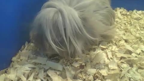 Peruvian guinea pig looks shy, look at the boy's hair! [Nature & Animals]