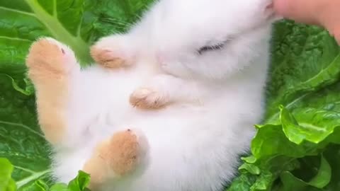 A little rabbit 🐇🐇 funny 🤣 moments