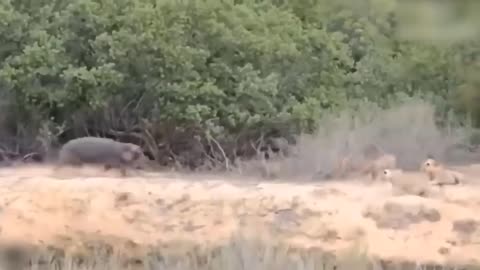 Lion's Failed Hunt Is Prevented By Hippo - Great Battle Of Lion Attack Hippo-11