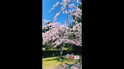 The Most Beautiful Cherry Blossom Tree!Cherry blossom season brings beauty.