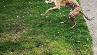 Rare Zoomies From A Retired Greyhound