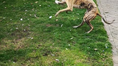 Rare Zoomies From A Retired Greyhound