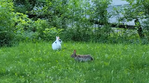 Cute Wild Rabbit Meets Pet Rabbit For The First Time