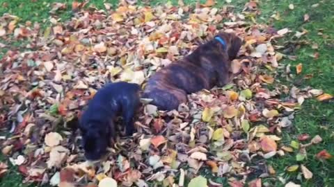 Siegfried and Rolf loves autumn leaves | Funny Dog