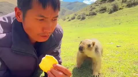 Cute wild animal bobak marmot or praire dog eating cookies yammy