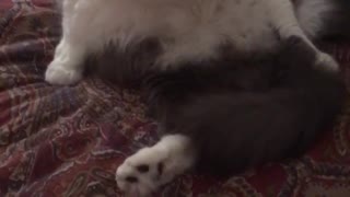 Grey cat licking itself while on bed