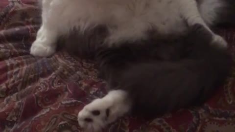 Grey cat licking itself while on bed