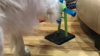 Golden Retriever spins her toy to get a treat to drop out