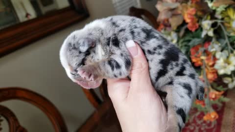 Cute Puppy English Bulldog _ Black tri Merle Boy puppy bulldog