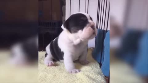 This bulldog puppy is talking and so adorable 😍