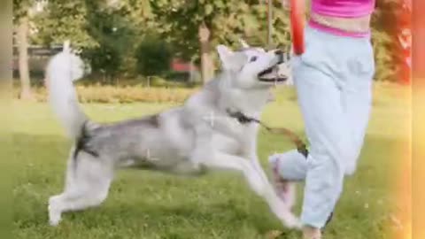 Dog traning video