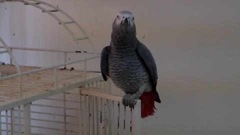 Singing Parrot Whistles 'Jingle Bells' Tune