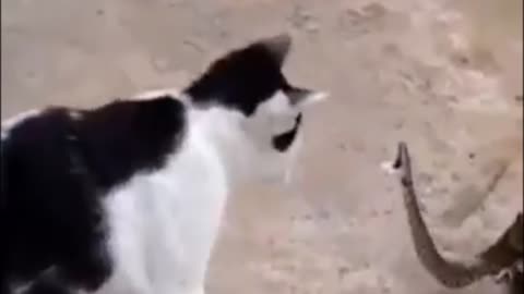 REAL FIGHT CAT VS SNAKE