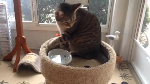 video / cat-bathing-with-water-