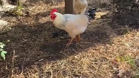 Video of Chickens