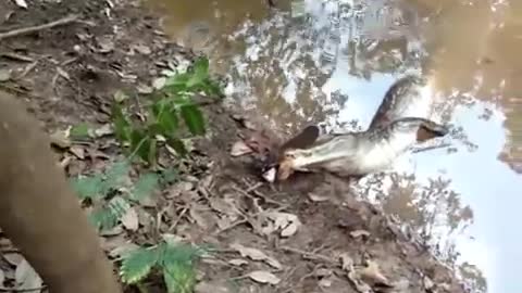 Electric Eel vs. Alligator