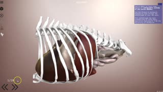 The Walkthrough feature - 3D Veterinary Anatomy & Learning IVALA®