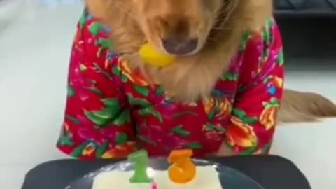 Happy birthday doggy