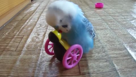 Funny Parrots Going Crazy - Funniest Parrots Compilation 2020p2