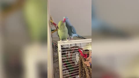 Parrot Kisses Brother and Says "I Love You"