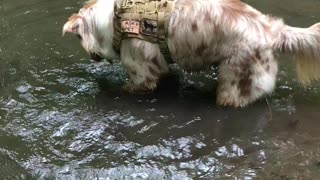 Playful puppy has a blast in the water