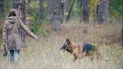 Young woman playing with a shepherd dog in autumn forest - brings a stick