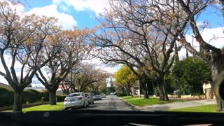 2017-08-19 Chinaberries? @ Toorak Gardens