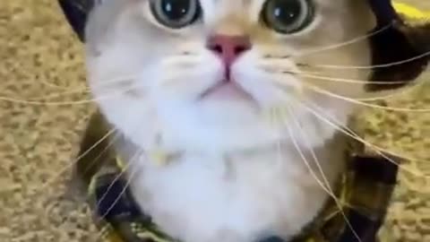Funny video of cute cat##animal lover##
